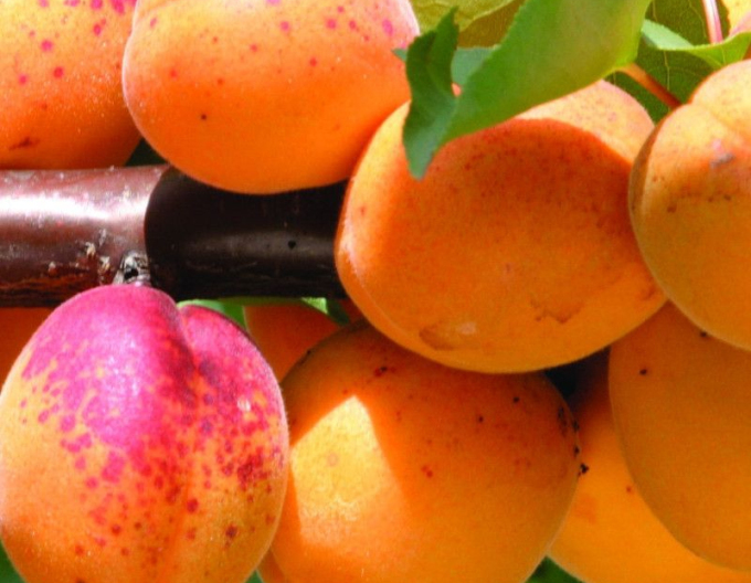 Meruňka Velkopavlovická raná, podn. Myrobalán,  prostok.