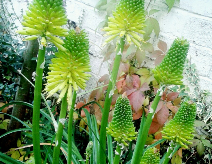 Pochodeň "Limelight