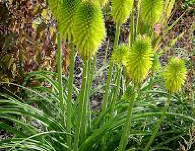 Pochodeň "Limelight