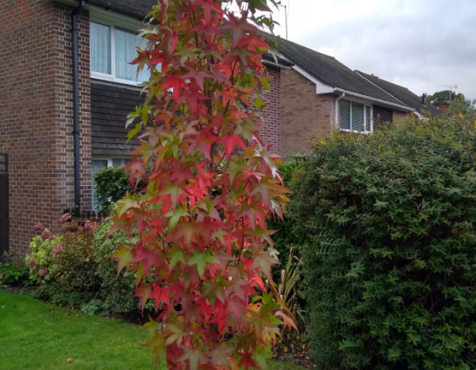 Ambroň západní Slender Silhouette 280cm