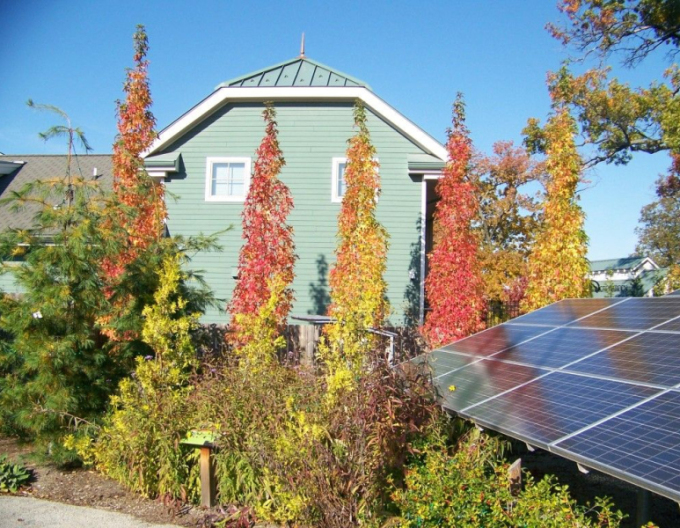 Ambroň západní Slender Silhouette 280cm