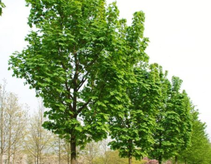 Javor mléč Columnare