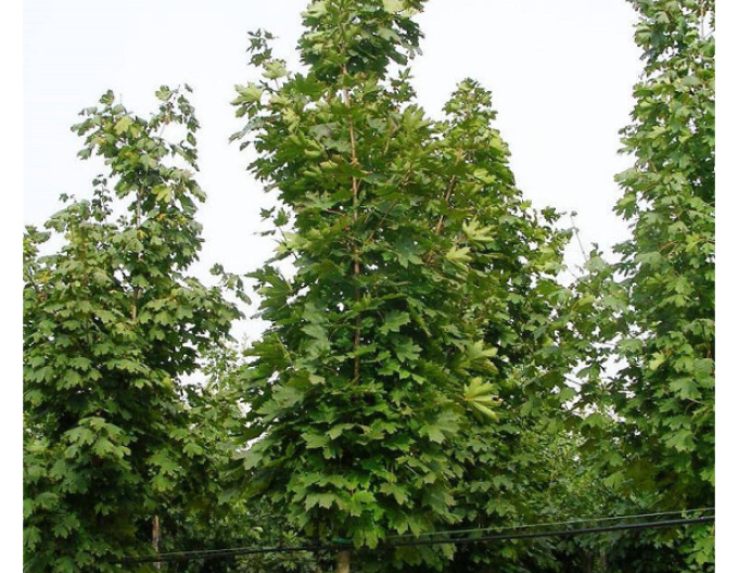 Javor mléč Columnare