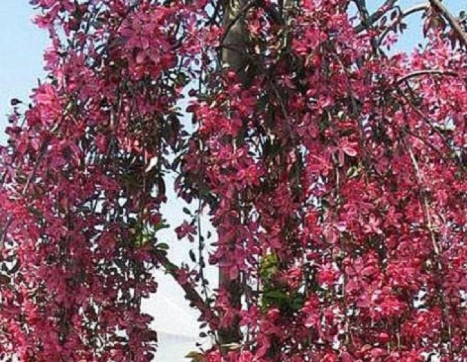 Okrasná jabloň ´Royal Beauty´ převislá