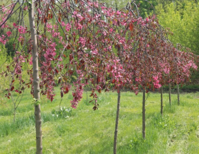 Okrasná jabloň ´Royal Beauty´ převislá