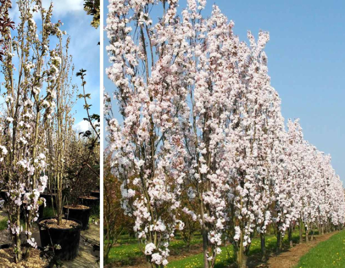 Okrasná třešeň Amanogawa