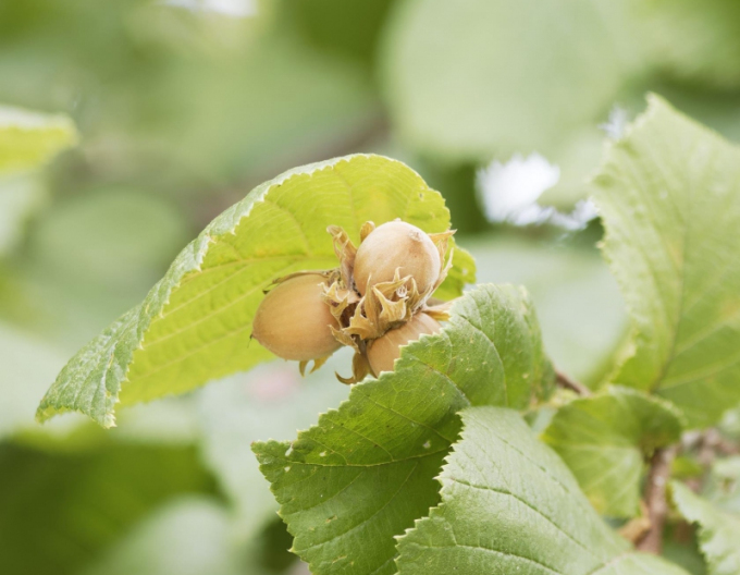 Líska obecná ´Segorbe´, kont. 5l