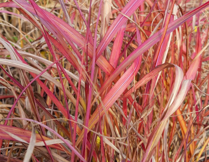 Ozdobnice čínska ´Navajo´