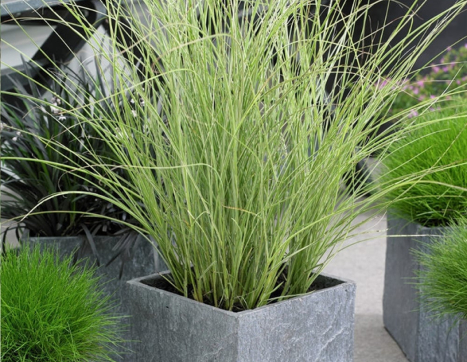 Ozdobnice čínska ´Morning Light´