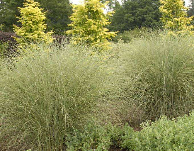 Ozdobnice čínska ´Morning Light´