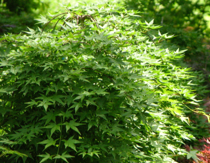 Javor dlanitolistý ´Rhyusen´ na kmínku