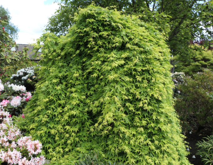 Javor dlanitolistý ´Rhyusen´ na kmínku