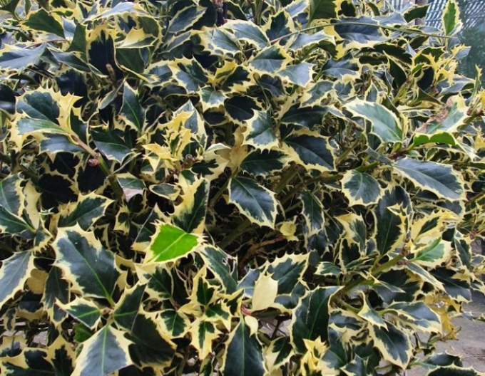 Cesmína obecná Variegatum Ball