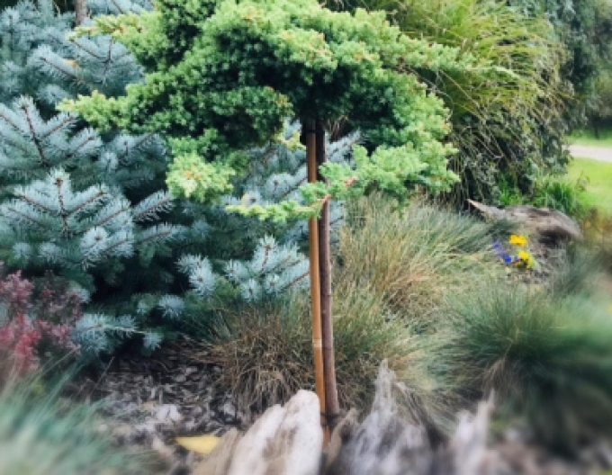 Jalovec Nana na kmínku