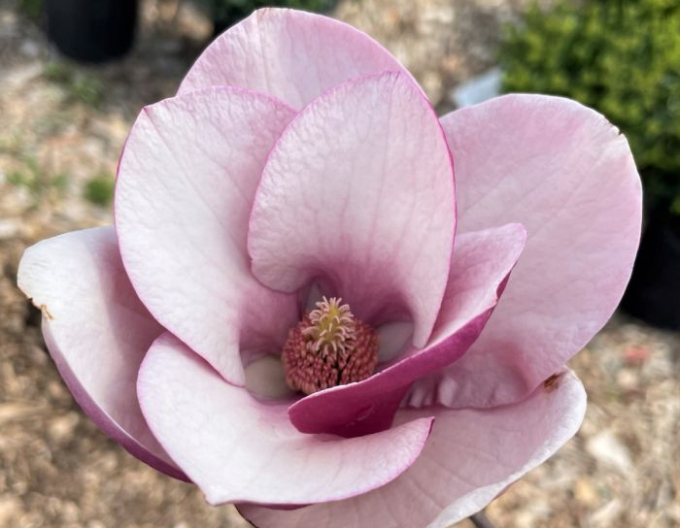 Šácholan ´Cameo´