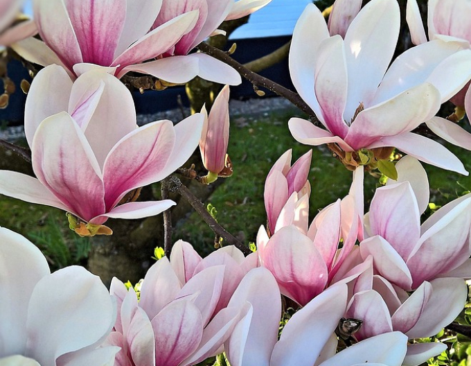 Šácholan ´Cameo´