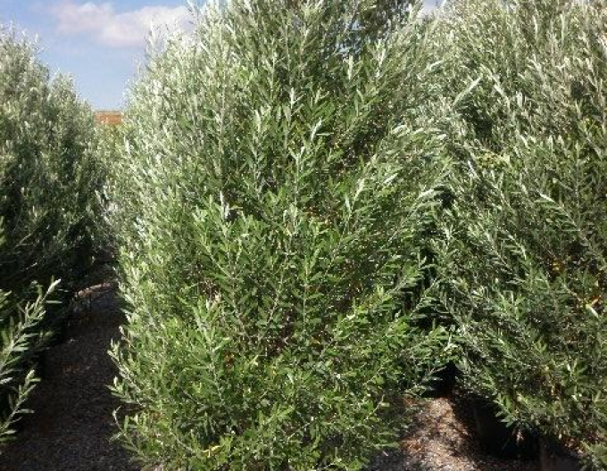 Olivovník evropský Cipressino 190 - 200cm