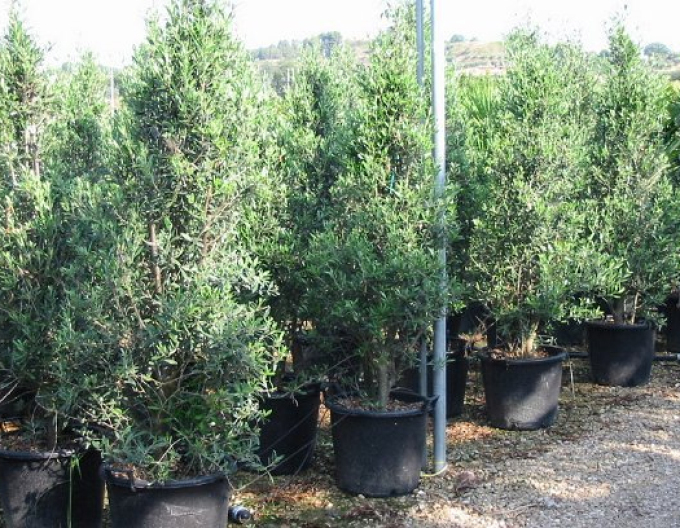 Olivovník evropský Cipressino 190 - 200cm