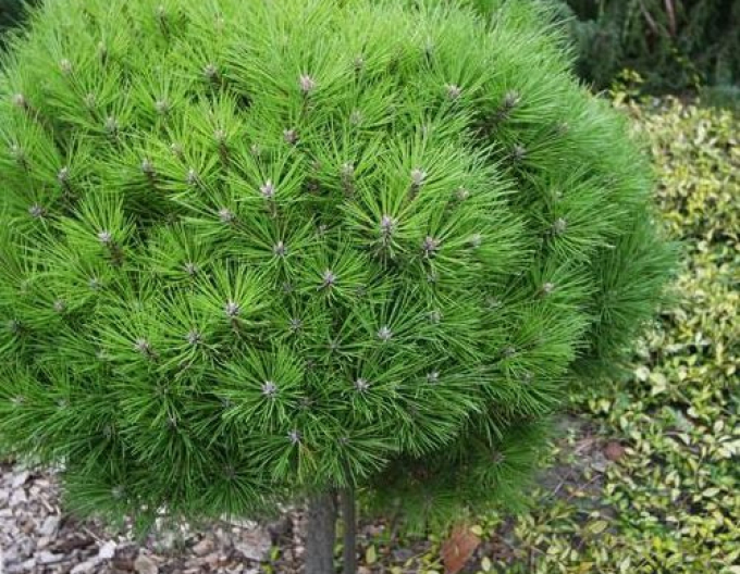 Černá borovice  ´Brepo´ na kmínku 70cm