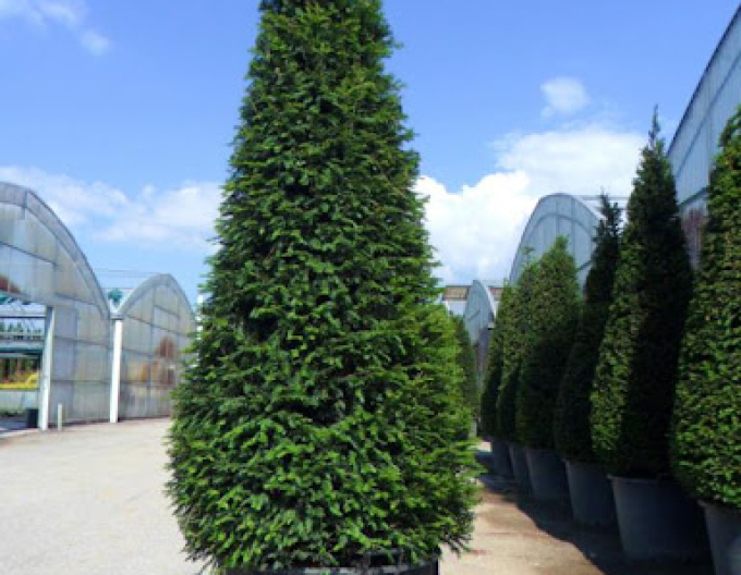 Tis červený ´Cono´