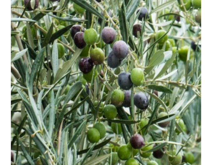 Olivovník evropský Cipressino 80 - 100cm