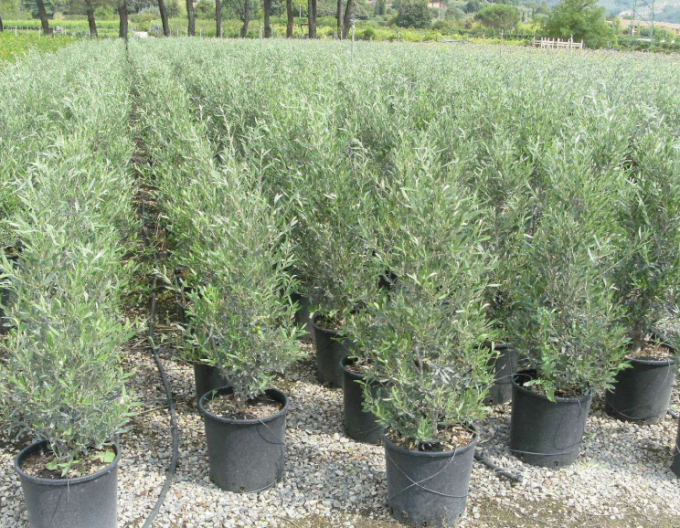 Olivovník evropský Cipressino 80 - 100cm