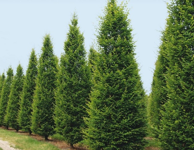 Habr obecný Pyramidalis