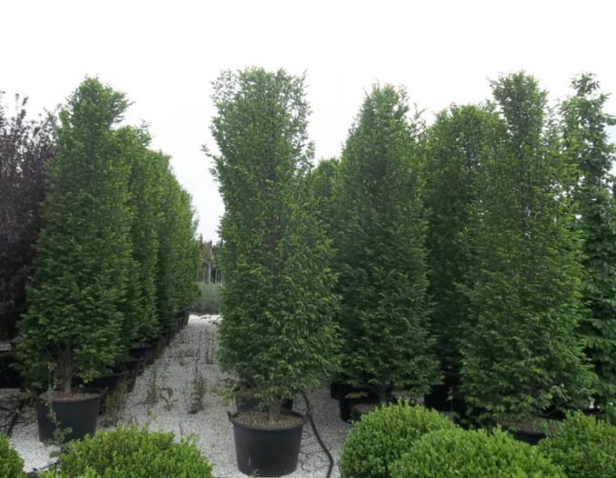 Habr obecný Pyramidalis