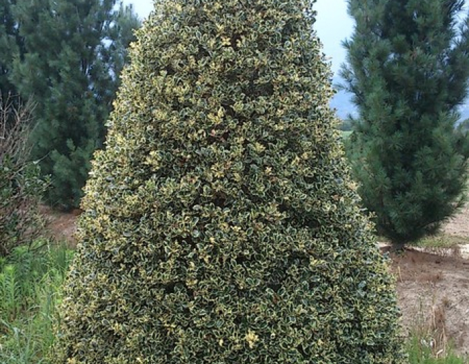 Cesmína obecná Variegatum Cono