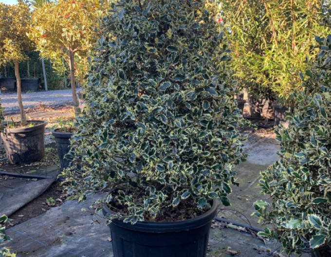 Cesmína obecná Variegatum Cono