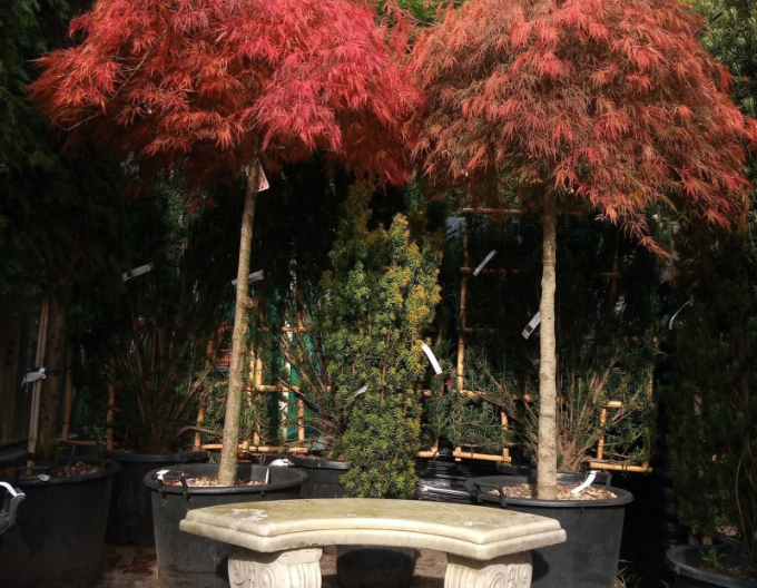 Javor dlanitolistý Garnet na kmínku 190cm