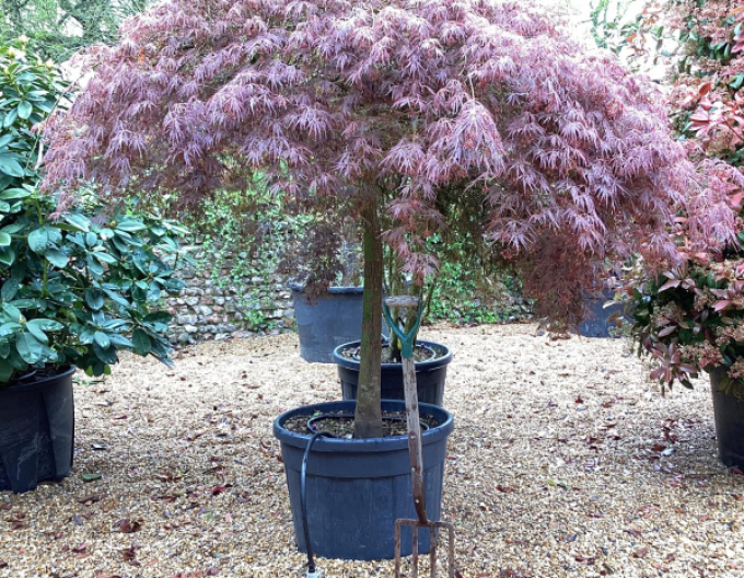 Javor dlanitolistý Garnet na kmínku 190cm