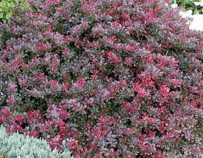 Dřišťál Thunbergův ´Atropurpurea Nana´