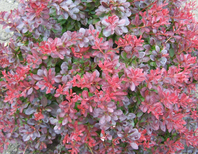 Dřišťál Thunbergův ´Atropurpurea Nana´