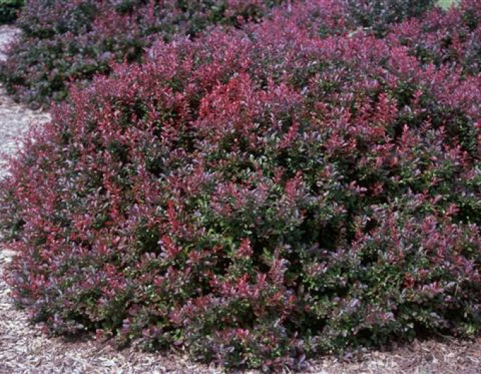 Dřišťál Thunbergův ´Atropurpurea Nana´