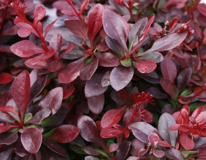 Dřišťál Thunbergův ´Atropurpurea Nana´