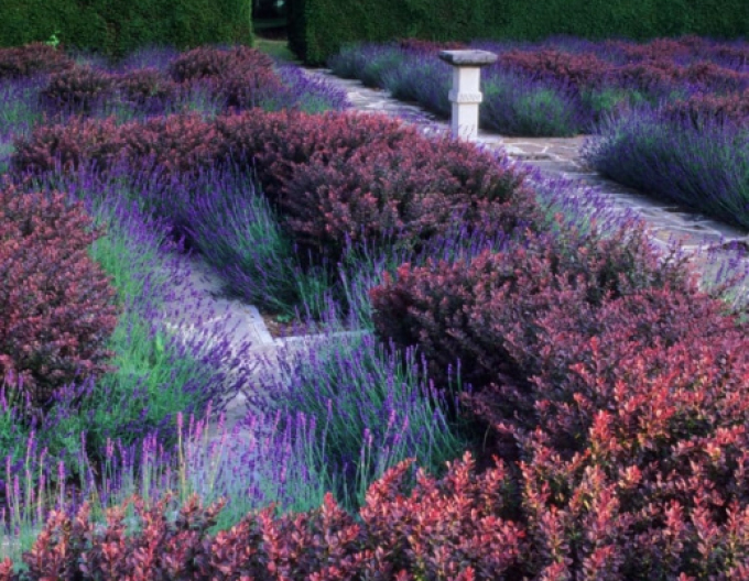 Dřišťál Thunbergův ´Atropurpurea Nana´