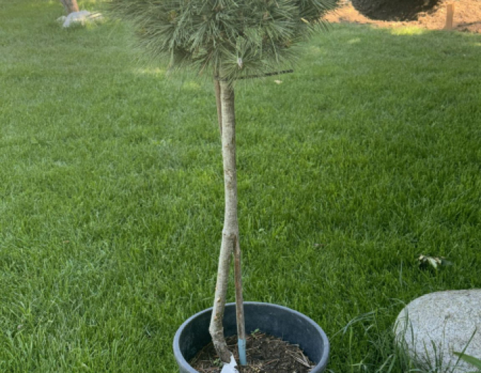 Hladká borovice ´Butter Cup´ na kmínku