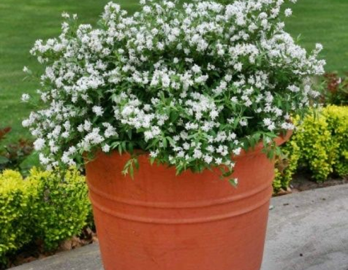 Trojpuk něžný ’Nikko’