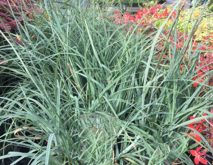 Ostřice  Blue Zinger 1,5L