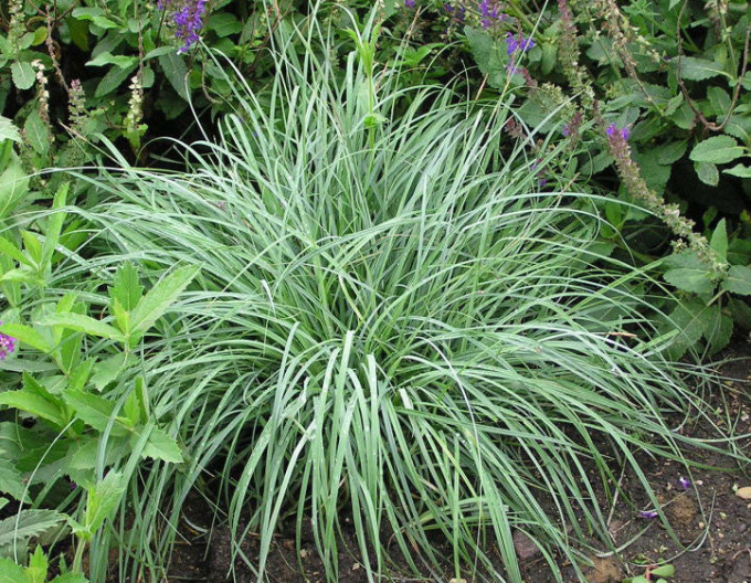 Ostřice  Blue Zinger 1,5L