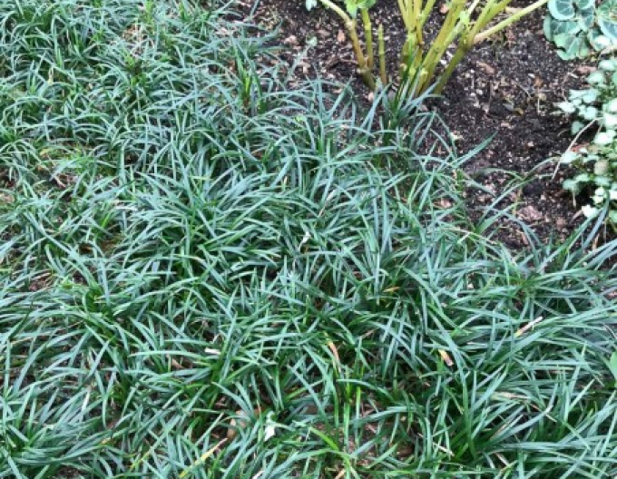 Sedoulek japonský ´Minor´