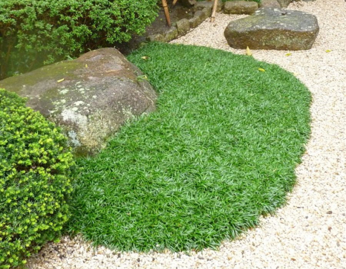 Sedoulek japonský ´Minor´