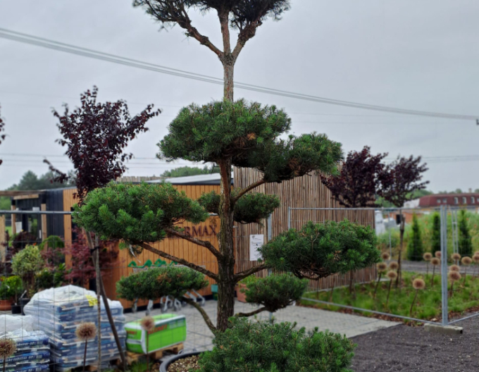 Borovice horská ´ Bonsaj´ 300/350cm