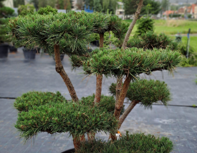 Borovice lesní ´Watererii´ Bonsaj 125/150cm