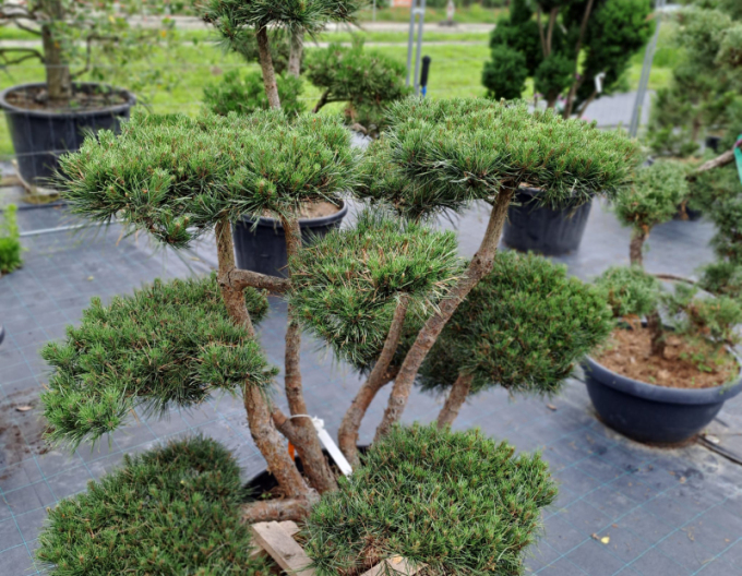 Borovice lesní ´Watererii´ Bonsaj 125/150cm