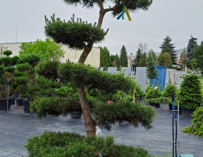 Borovice lesní Bonsaj 200/225cm