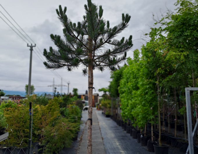 Černá borovice na kmínku