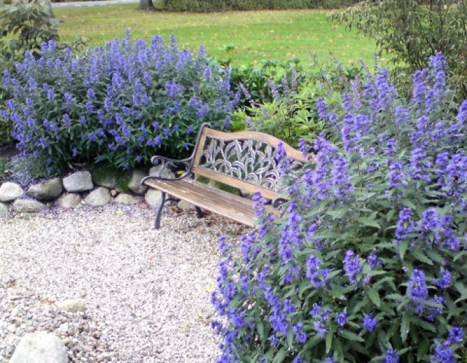 Ořechokřídlec clandonský "HEAVENLY BLUE" 9x9