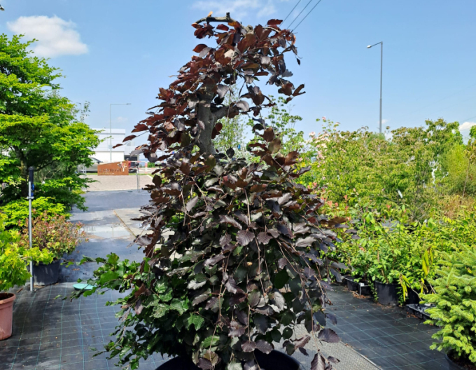 Červený převislý buk